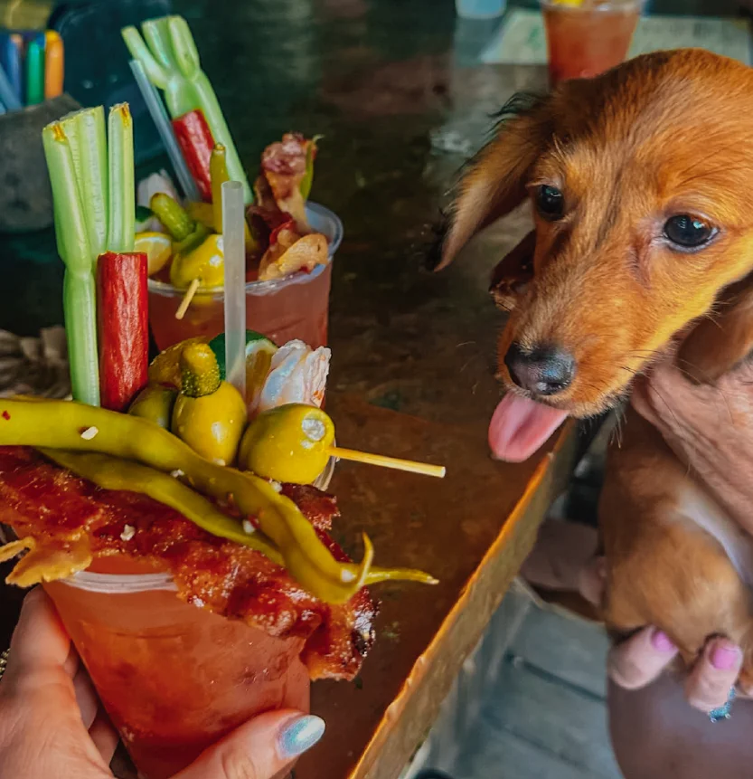 Best Pet-Friendly Spot in Islamorada