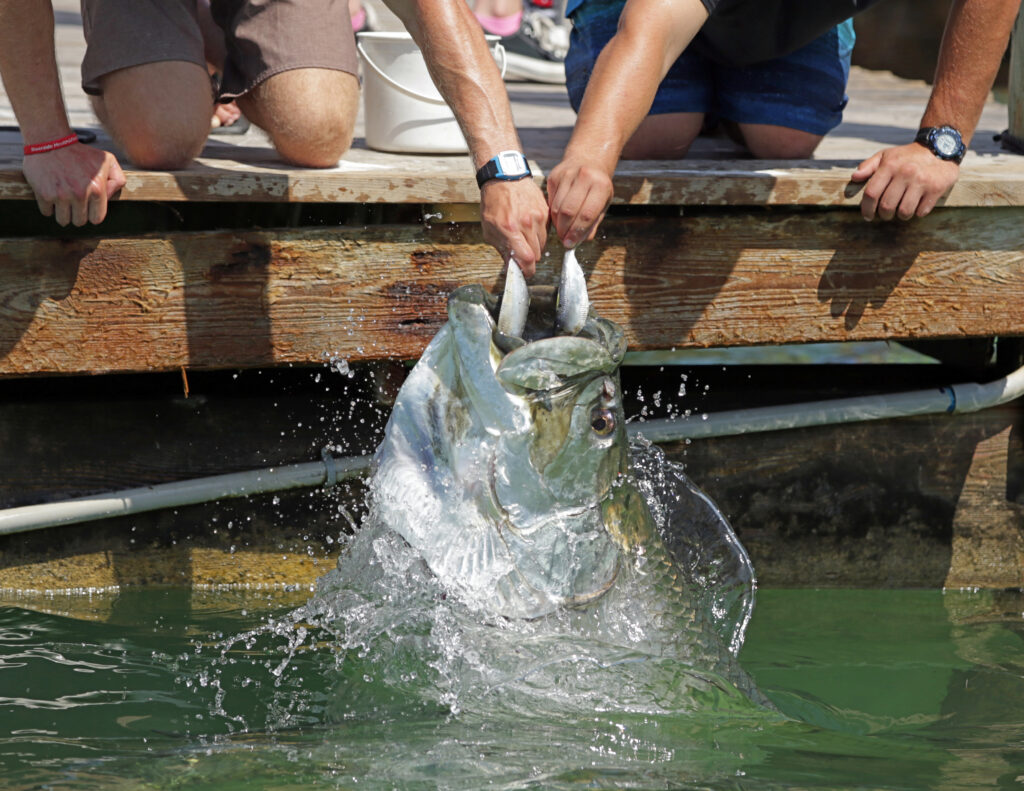 Tarpon Feeding in Islamorada