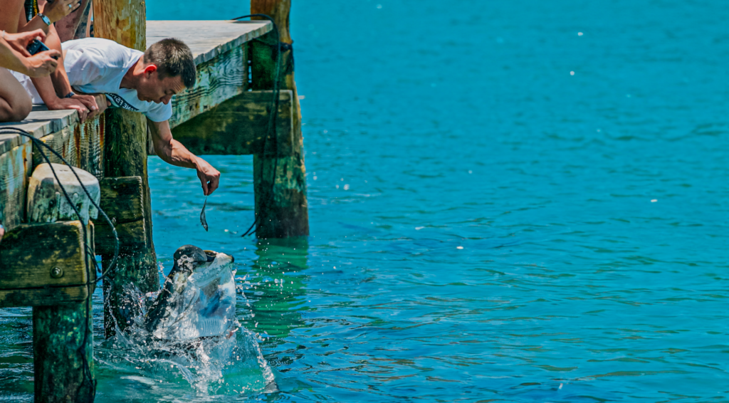 Feeding tarpon in Islamorada